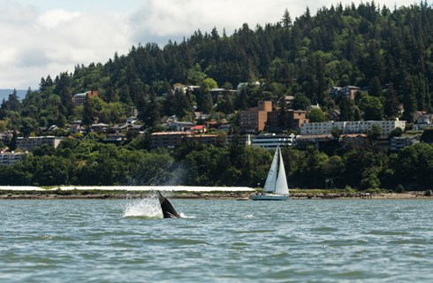 Western Washington University - Intensive English Program 